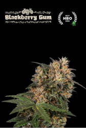 Blackberry Gum - Seedstockers