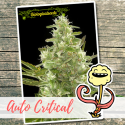 Auto Critical - Biological Seeds