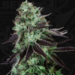 Darkstar Kush - T.H. Seeds