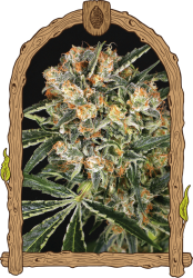 Hippie Therapy CBD - Exotic Seeds