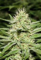 Enemy's Dream - Super Strains