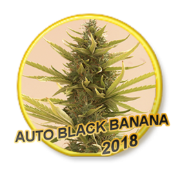 Auto Black Banana - Mr. Hide Seeds