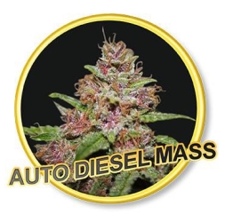 Auto Diesel Mass - Mr. Hide Seeds