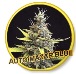 Auto Mazar Blue - Mr. Hide Seeds