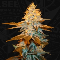 Strawberry Glue - T.H. Seeds