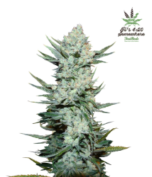 Tangie'Matic - FastBuds Seeds