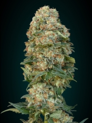 Feminized Collection #1 - Advanced Seeds