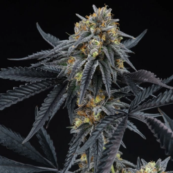 Peach Sherbert OG - Perfect Tree Seeds