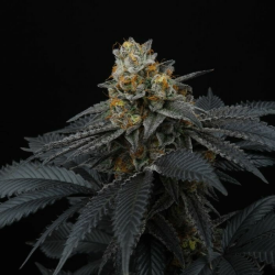 Pink Gasoline - Perfect Tree Seeds