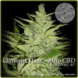 Llimonet Haze Auto CBD - élite Seeds