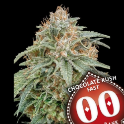 Chocolate Kush FAST - 00 Seeds