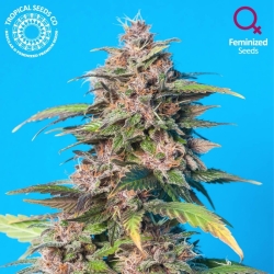 Smooth Smoke Reg. - Tropical Seeds Company