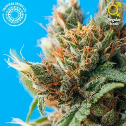 Durban Punch Reg. - Tropical Seeds Company