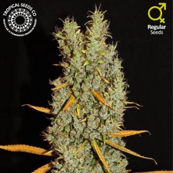 Zamalmystik Reg. - Tropical Seeds Company