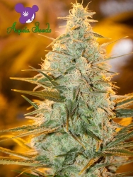 Amnesia Flash - Anesia Seeds