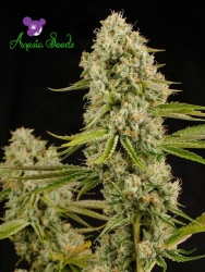 Hindu Kush - Anesia Seeds