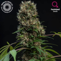 Purple Nurple - Tropical Seeds Company