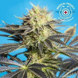 Dandy Dance - Tropical Seeds Company