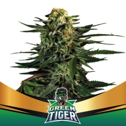 Green Tiger Faster - BSF Seeds