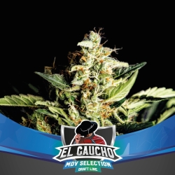 El Gaucho Faster - BSF Seeds