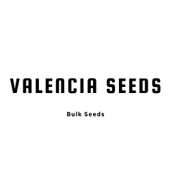 Runtz - Valencia Seeds