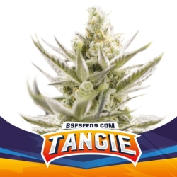 Tangie XXL Auto - BSF Seeds