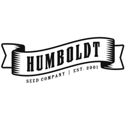 Notorious THC - Humboldt Seeds Company