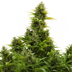 Medikit CBD Auto - Buddha Seeds