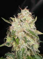 White Chronic - Cream of the Crop