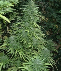 Cristal Fruity Kush - Flash Seeds