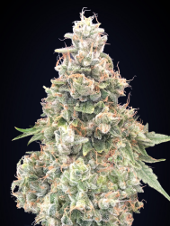 California Kush Fast Version - 00 Seeds