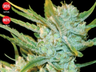 Auto Oxus - Exclusive Seeds