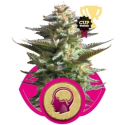 Amnesia Haze Reg. - Royal Queen Seeds