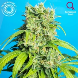 Heaven's Gate Reg. - Tropical Seeds Company