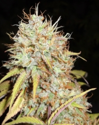 Amnesia Express Auto - Phoenix Seeds