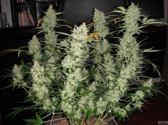 Super Kush Auto - Phoenix Seeds