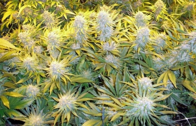 Critical Mass CBD - Phoenix Seeds