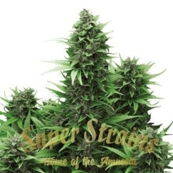 Automatic Fini- Super Strains