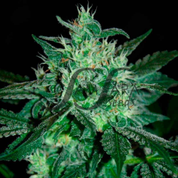 Spicy White Devil - Samsara Seeds