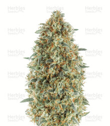 Gorilla Blue (Advanced Seeds) Cannabis-Samen