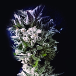 Mass Kush - The Kush Brothers Seeds