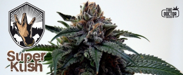 Super Kush - The Doctor Seeds