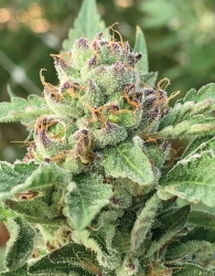 Apple Blossom - Humboldt Seeds Company