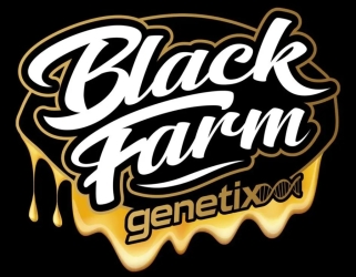 Banana Strippers - Black Farm Genetix