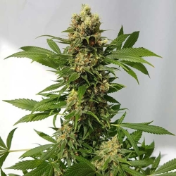 Guerrilla Ryder Auto reg. - Freedom of Seeds