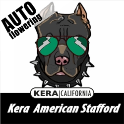 American Stafford Auto - Kera Seeds