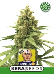 Amnesia Auto - Kera Seeds