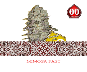 Mimosa Fast Version - 00 Seeds