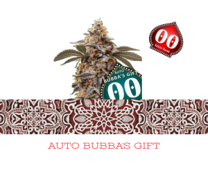 Auto Bubba's Gift - 00 Seeds