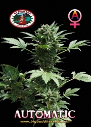 Big Buddha Automatic - Big Buddha Seeds